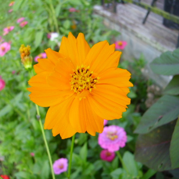 Meet your Posher, Clarry - Picture 1 of 1